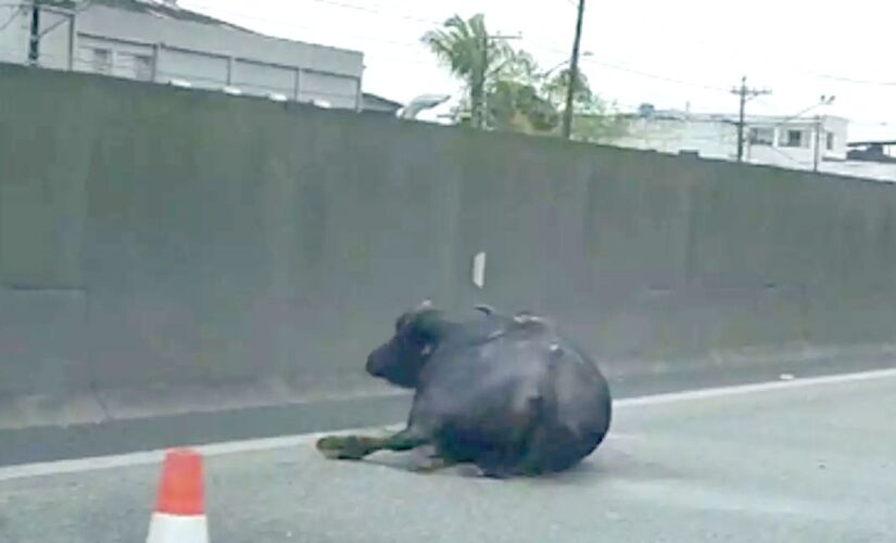 Três dos búfalos morreram na hora e um ficou com as patas quebradas