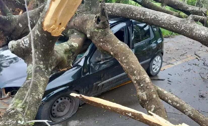 Árvore caiu em cima do carro, por volta das 6h30, desta sexta