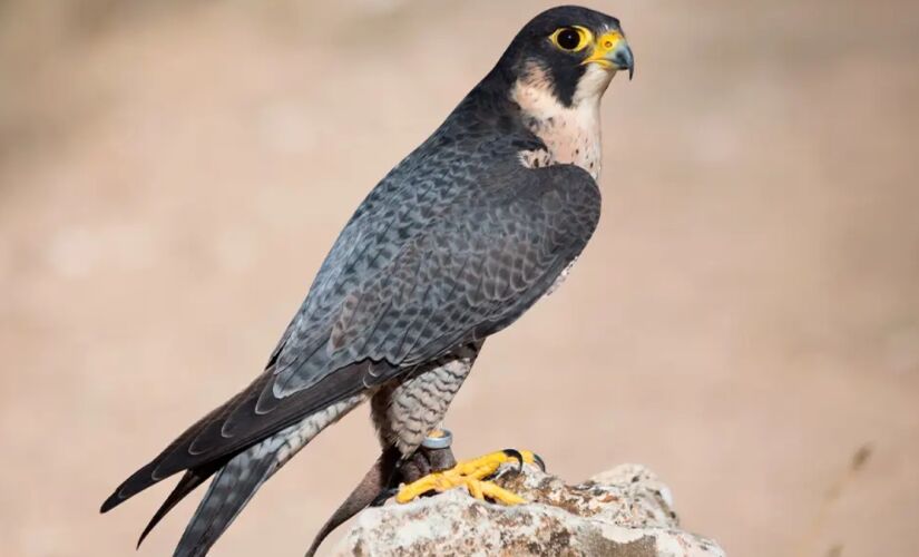 O falcão-peregrino é considerado o mais rápido do mundo, com uma velocidade superior a 320 km/h