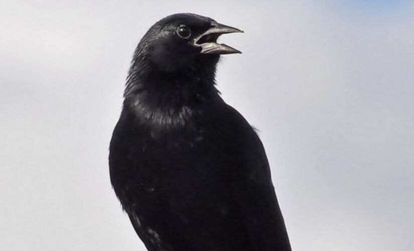 O pássaro-preto, também conhecido como graúna e outros nomes regionais, é uma ave da família Icteridae, famosa por seu canto melodioso. Ele mede entre 21,5 e 25,5 cm e pesa até 90,3 g, sendo todo preto. 