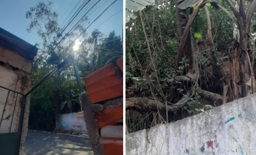 Fotos enviadas pela moradora mostram árvore com risco iminente de desabar