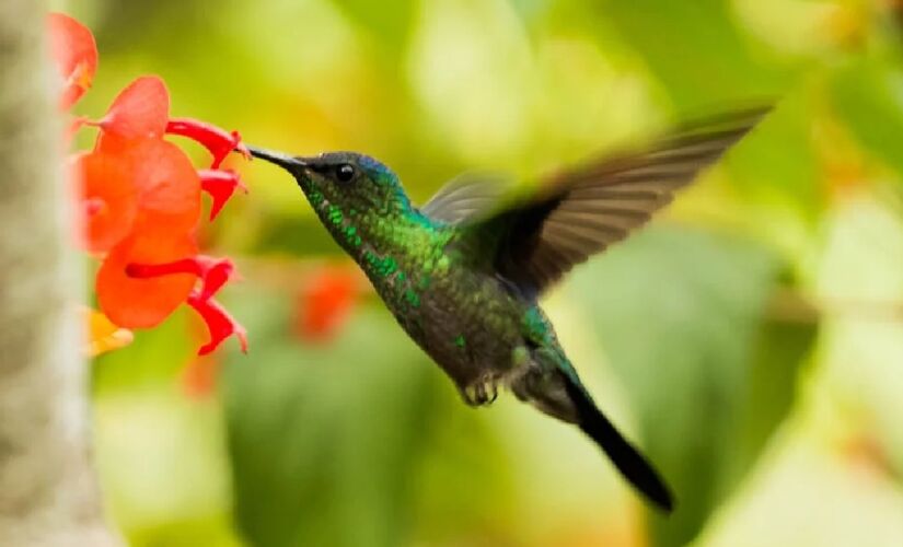 O beija-flor é conhecido por sua beleza e é um símbolo positivo