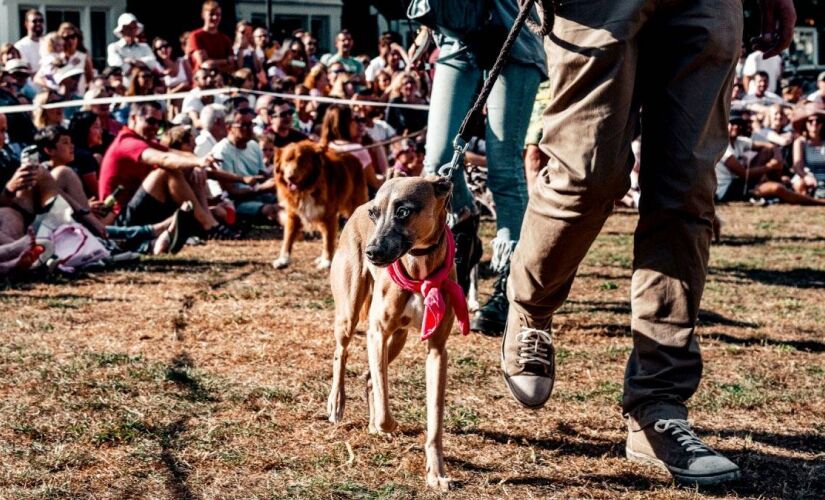 Inscrições para a CãoMinhada terminam na próxima sexta (22/11)