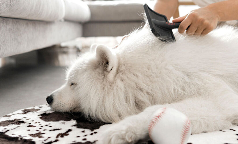 Aos tutores de cachorros, um fator que gera muita preocupação é quando os animais apresentam uma perda de pelos frequente