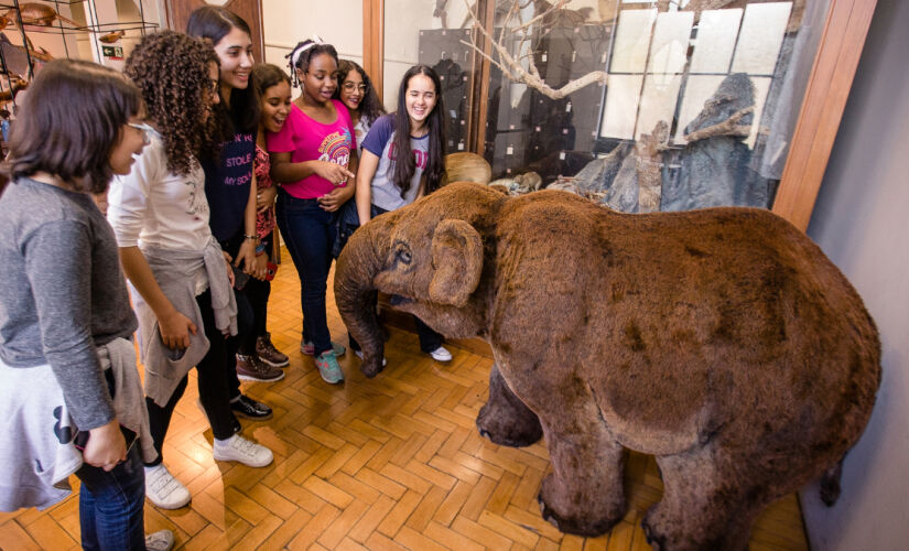 Diversas atividades no Museu de Zoologia da USP