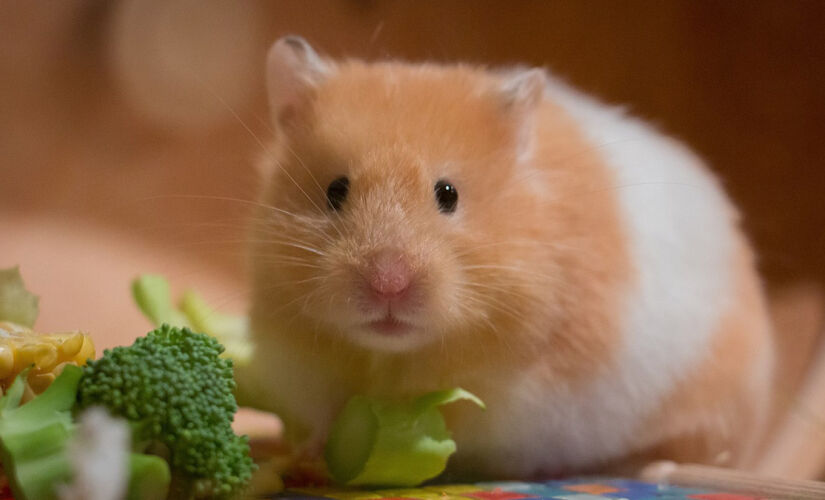 O estado de torpor dos hamsters pode durar horas ou semanas