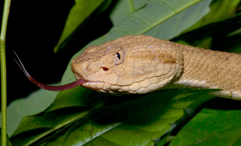 Cobra responsável por 7 em cada 10 acidentes no Brasil vive em quase todo o território nacional