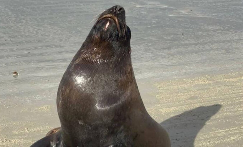 Leão-marinho toma sol na manhã desse domingo em Guarujá