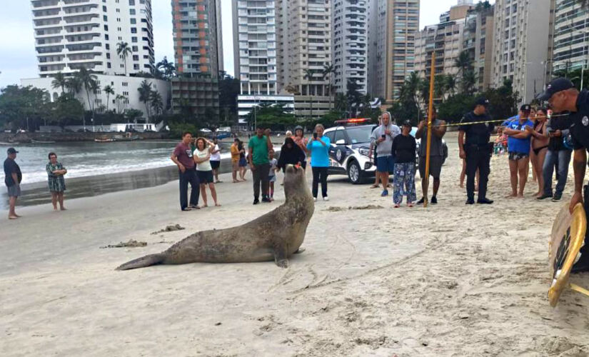 Leão-marinho surpreendeu banhistas em praia, nesta quarta-feira 