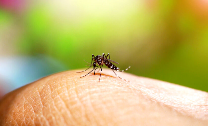 Sintomas da dengue tipo 3 são os mesmos dos outros sorotipos