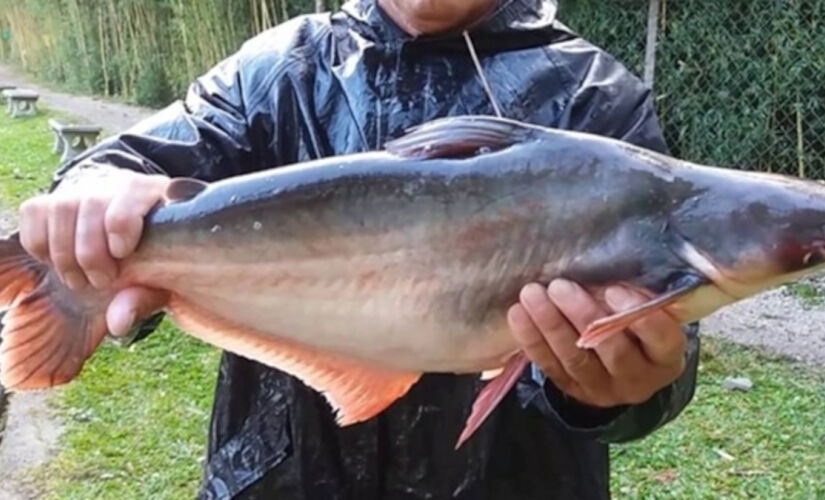 Na mesa dos paulistanos, alguns peixes têm alta frequência