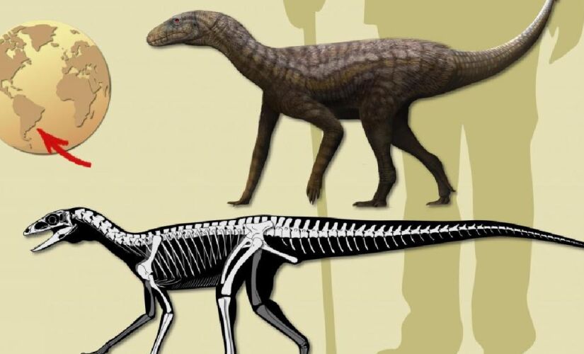 Uma espécie inédita de um réptil que viveu há 237 milhões de anos foi descoberta em Paraíso do Sul, no Rio Grande do Sul, com o nome de Gondwanax paraisensis