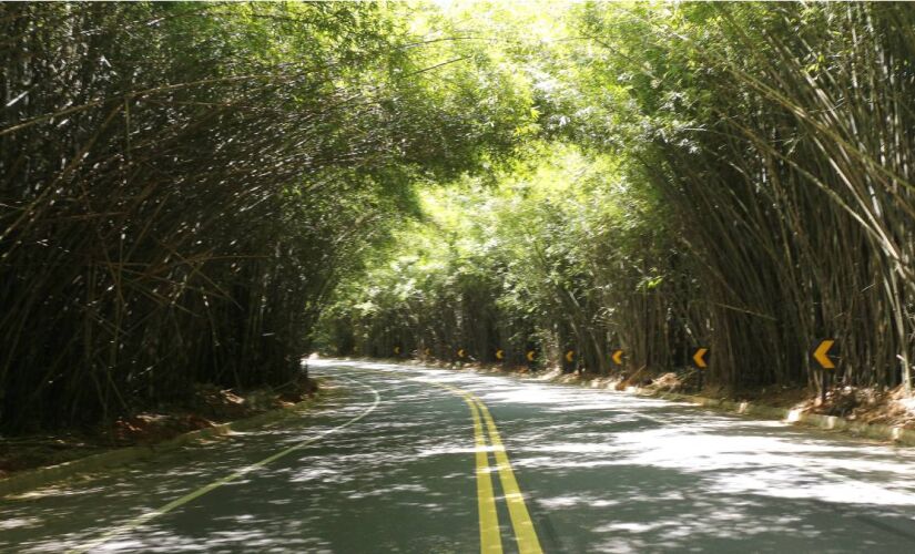 Visitantes são "recebidos" pelo túnel de bambus