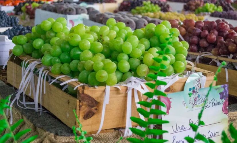 Capital da Uva, Vinhedo oferece vinhos e uvas deliciosos, além de uma paisagem de tirar o fôlego