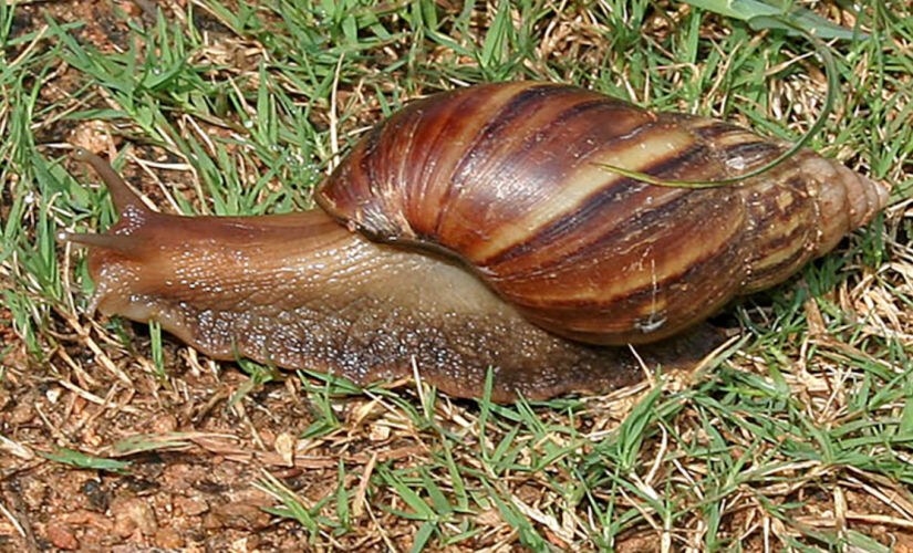 Caramujo africano ameaça biodiversidade e saúde no Brasil