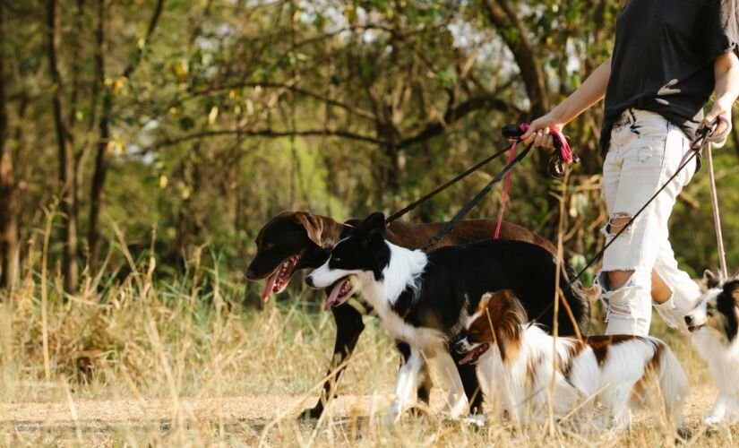 O dog walker é o profissional especializado em passear com cães, mas sua função vai muito além de simplesmente levar o animal para uma caminhada