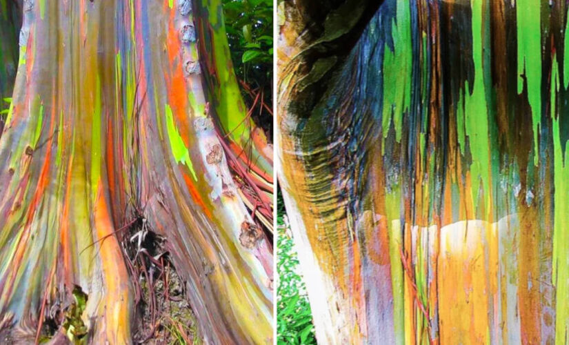 Popularmente conhecida como Eucalipto Arco-Íris, a Eucalyptus Deglupta parece ter sido pintada à mão