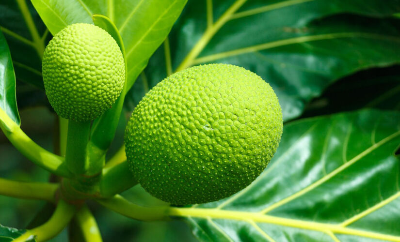 Originária na Ásia, a fruta-pão é considerada uma superfruta devido aos benefícios para a saúde