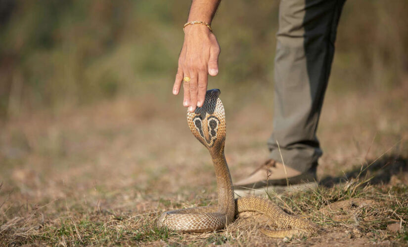 Ilha das cobras é um dos locais mais perigosos da Terra (foto ilustrativa)