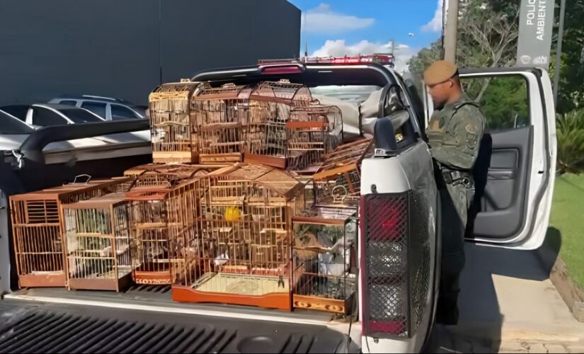 Apreensão de aves silvestres na Grande São Paulo