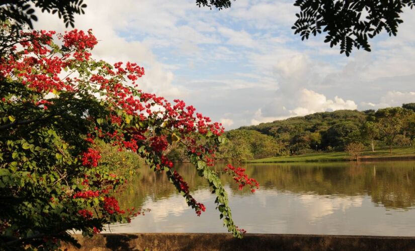 Local abriga espécies da flora brasileira, nativas da região e exóticas