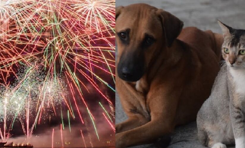 Fogos de artifício são perigosos para os pets e os tutores devem se atentar a isto