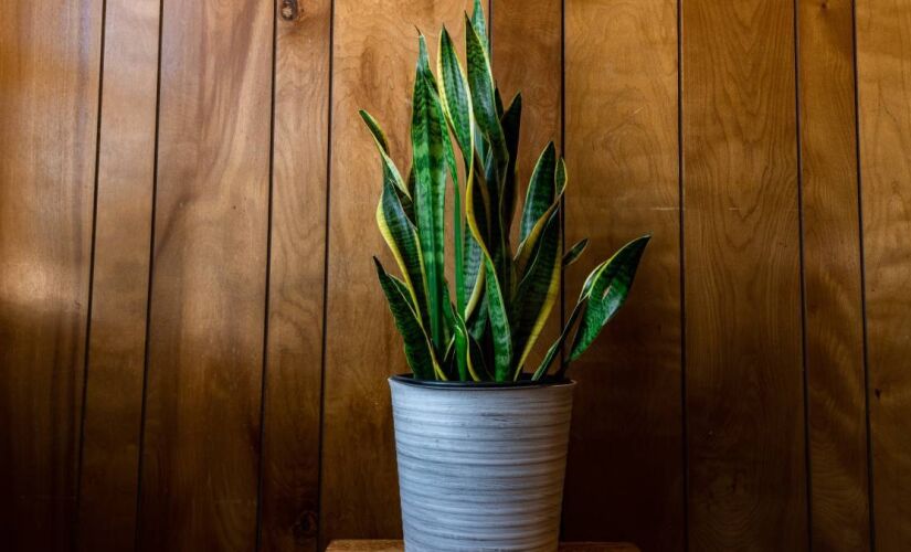 Espada de São Jorge é uma das plantas que ajudam a melhorar o ar de sua casa