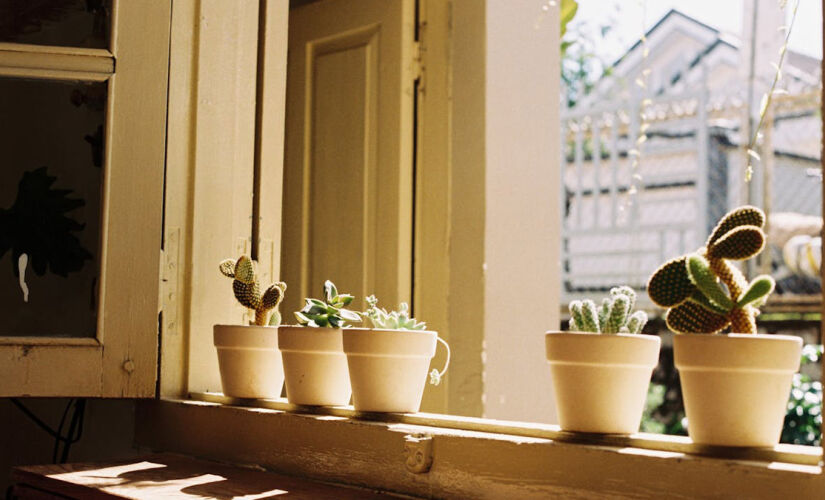 Algumas plantas não são indicadas para ter dentro de casa