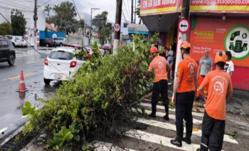 Pelo menos oito árvores caíram em São Sebastião após fortes chuvas