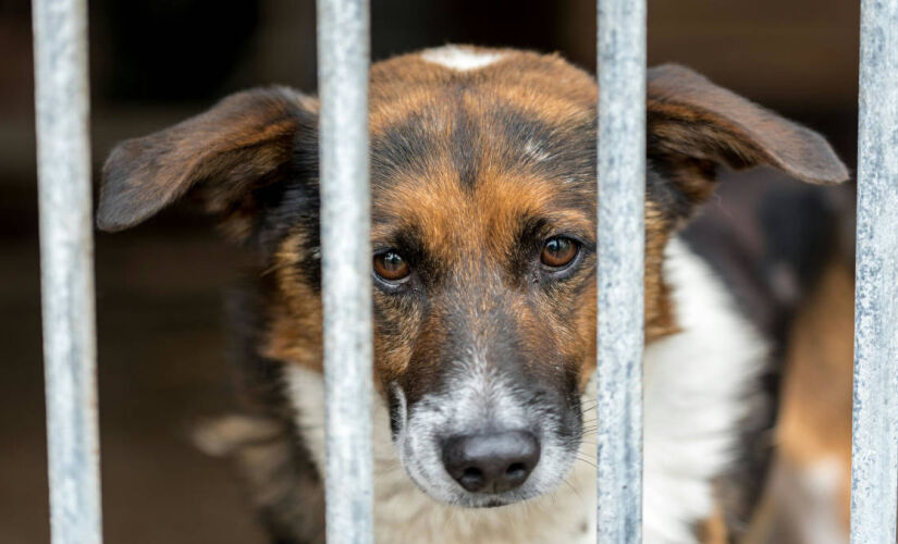 Cachorro triste pode estar com depressão, dizem estudos