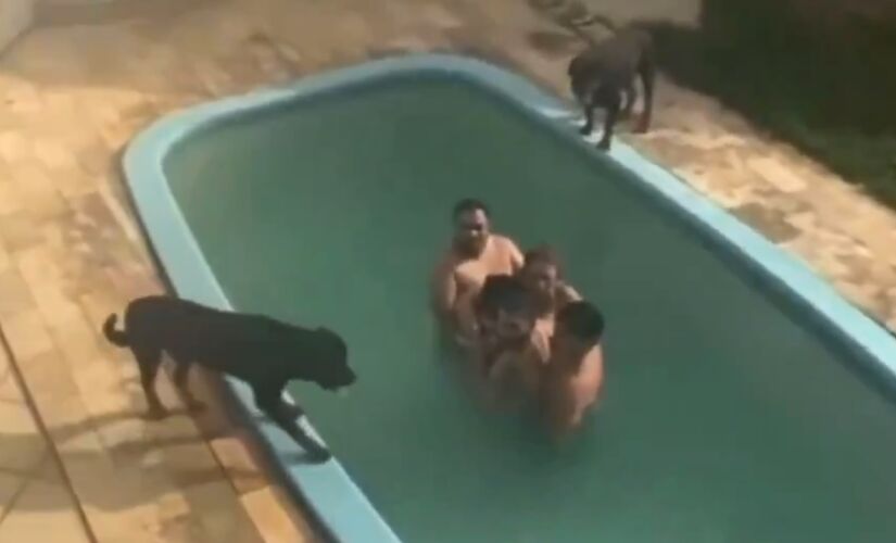 Família ficou presa em piscina rodeada por cães da raça rottweiler