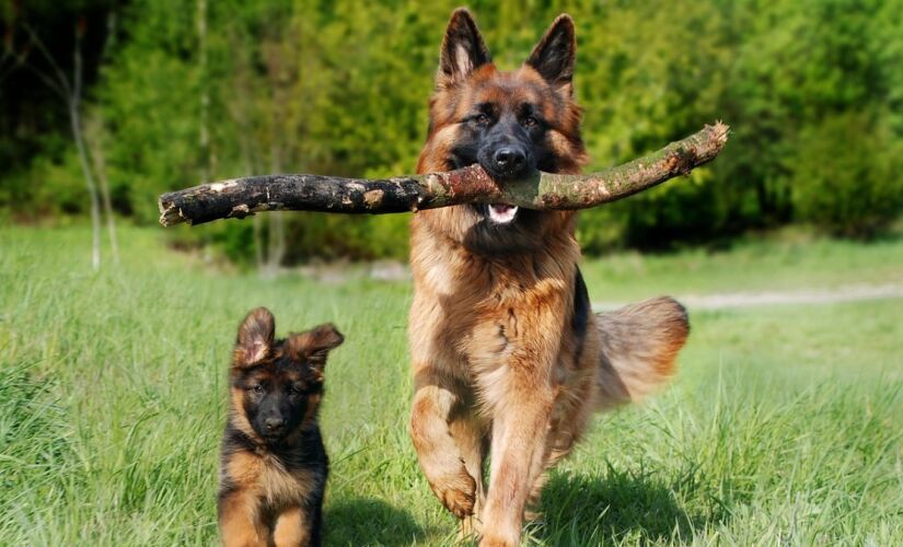 Cuidar de um cachorro idoso exige adaptações no ambiente e nos hábitos.