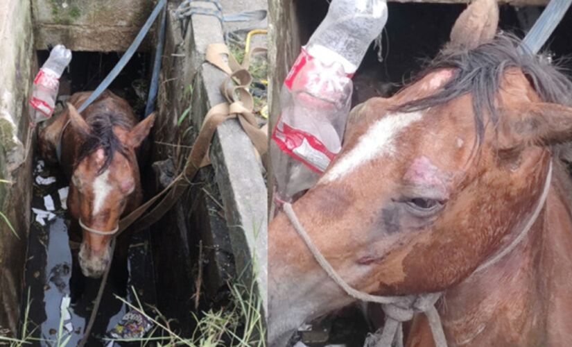 Cavalo caiu em bueiro cheio de água e lixo em Praia Grande