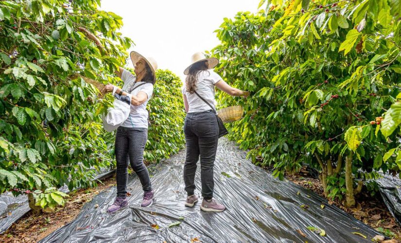 Se a produção de grãos do Brasil fosse distribuída, cada brasileiro teria direito a 1,48 tonelada de alimentos