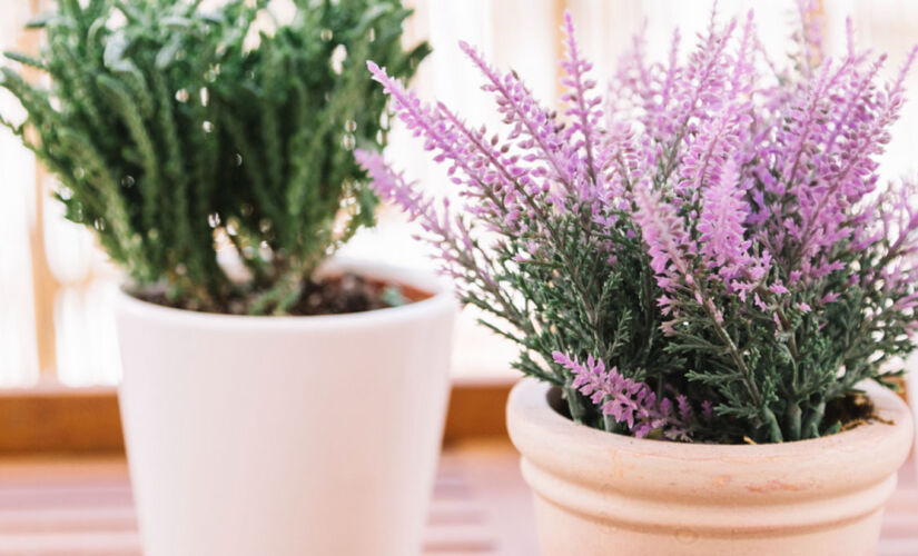 O uso de plantas para afastar moscas e baratas é uma opção de repelente natural