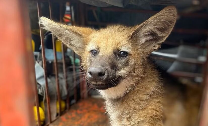 Lobo-guará foi resgatado nesta quinta na região central de São José dos Campos