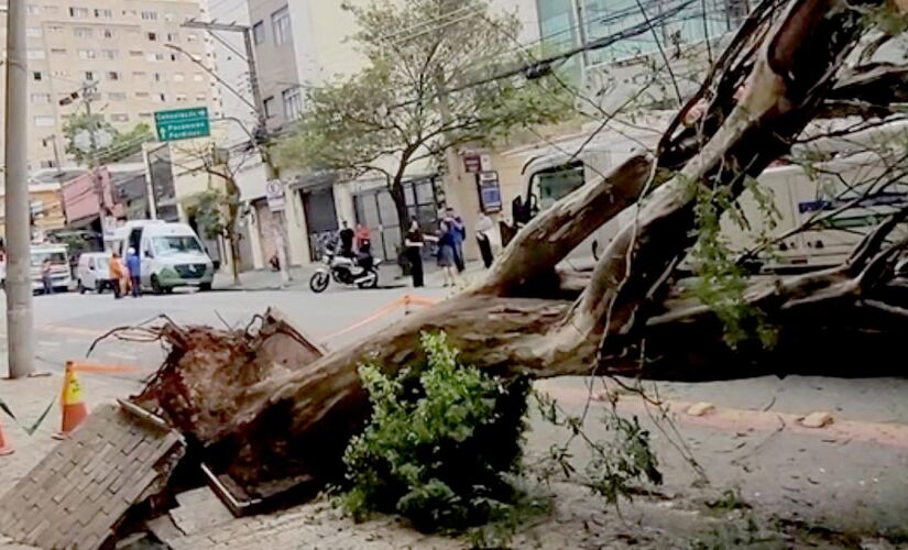 Motorista de um caminhão perdeu o controle da direção, bateu e arrancou uma árvore de grande porte pela raiz