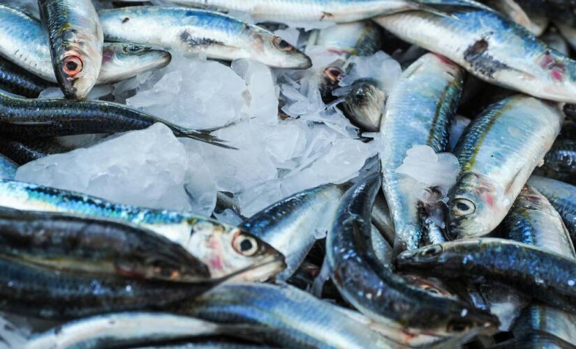 Valor dos peixes e frutos do mar se manteve comportado nos últimos 12 meses