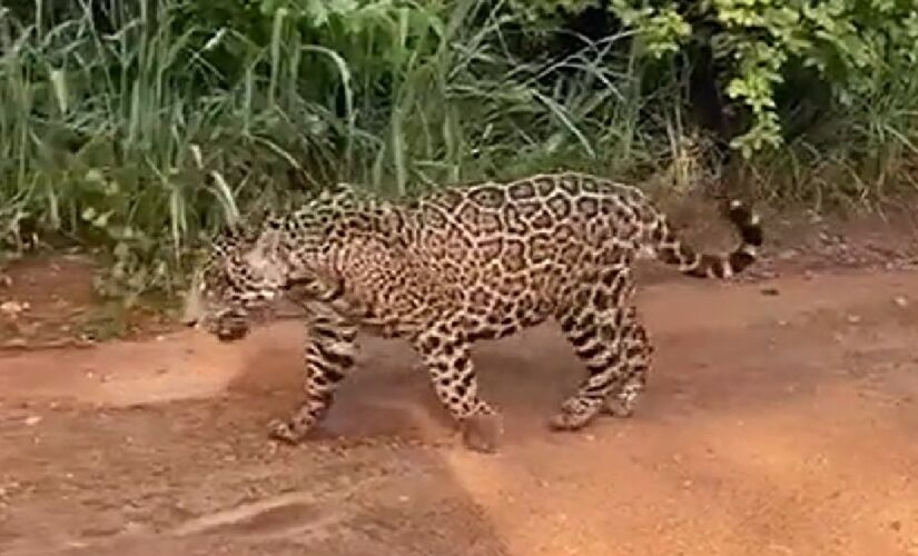 Onça-pintada que apareceu em vídeo relacionado ao bairro de Parelheiros