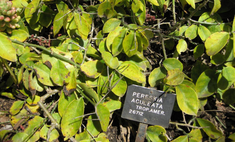 Com ação antioxidante, anti-inflamatória e potencial para promover longevidade, o ora-pro-nobis tem diversos benefícios