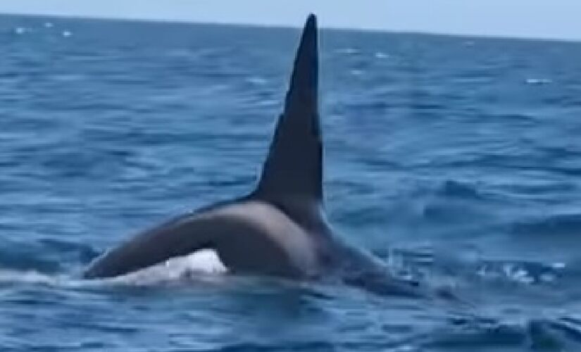 Orcas foram flagradas neste sábado em Ilhabela