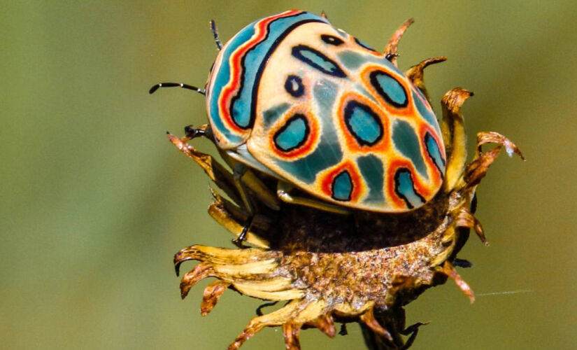 Inseto multicolorido recebe o nome científico de Sphaerocoris annulus.