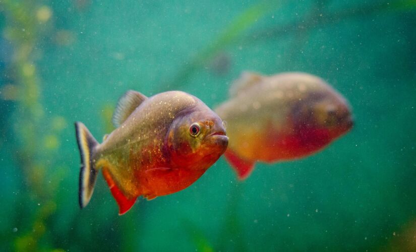 Piranhas atacaram banhistas em cidade do interior de São Paulo