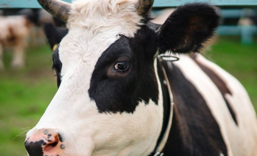 Vaca leiteira pertence a fazenda do Distrito Federal