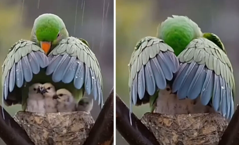 Descubra o que há de errado com o vídeo de ave protegendo filhotes da chuva