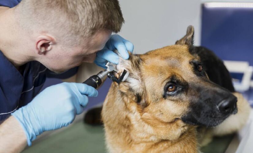 Atendimentos a cães e gatos são grauitos no consutório móvel