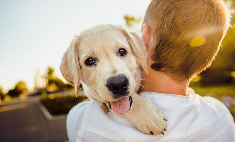 Alguns comportamentos demonstram se o cachorro está feliz