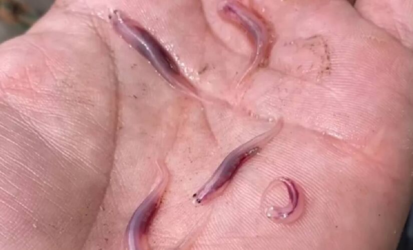 Conhecido como 'peixe-vampiro', o candiru é um animal típico do Amazonas, que têm assustado muitos brasileiros