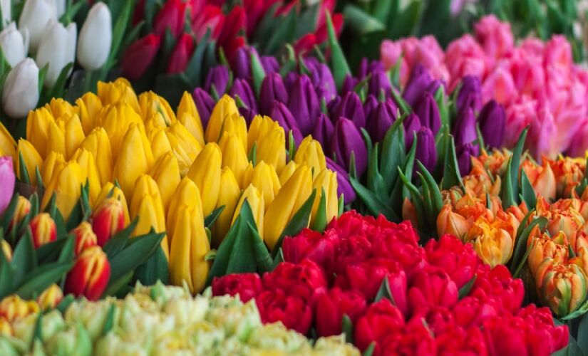 Aos amantes de flores, há alguns nomes famosos que são inspirados em diferentes espécies, como a Rosa, por exemplo