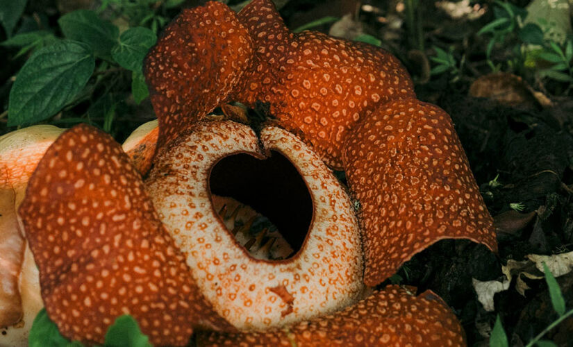 Apelidada de "Flor-cadáver", flor é assim chamada devido ao cheiro de carne podre